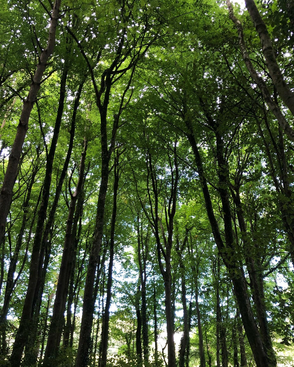 A low-angle view looking up through a dense forest canopy, with tall tree trunks and bright green leaves filtering sunlight.